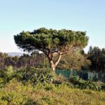 Corte e manutenção de árvores em espaços verdes