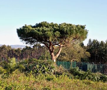 Corte e manutenção de árvores em espaços verdes