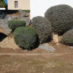 Poda e manutenção de arbustos em jardim